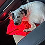 Lucky joined the competition — help win amazing prizes! animal, black_spots, canine, car_interior, companion, daylight, dog, domestic_animal, fabric, fur, leisure, looking, passenger_seat, pet, red_cloth, resting, seat, toy, white_dog, window