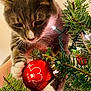 cat, christmas_ornament, christmas_tree, close_up, curious, cute, decorations, face, fur, gray_cat, holiday_lights, human_hand, indoors, paw_print, pet, pine_branch, red_bauble, seasonal, whiskers, white_paws