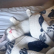 Indy is registered to the contest to win money with this photo: animal, bed, blanket, cat, close_up, comfort, cozy, cute, domestic_cat, fur, gray, indoor, peaceful, pet, pink_nose, relaxed, resting, sleeping, soft, white