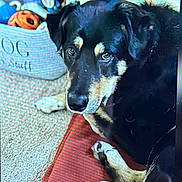 Adam is registered to the contest to win money with this photo: dog, black_dog, pet, indoor, blanket, carpet, toy_basket, toys, animal, canine, resting, looking_up, home, cozy, fur, paw, closeup, expression, laying, companion