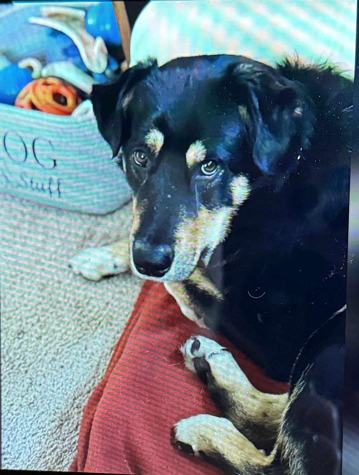 Adam is registered to the contest to win money with this photo: dog, black_dog, pet, indoor, blanket, carpet, toy_basket, toys, animal, canine, resting, looking_up, home, cozy, fur, paw, closeup, expression, laying, companion