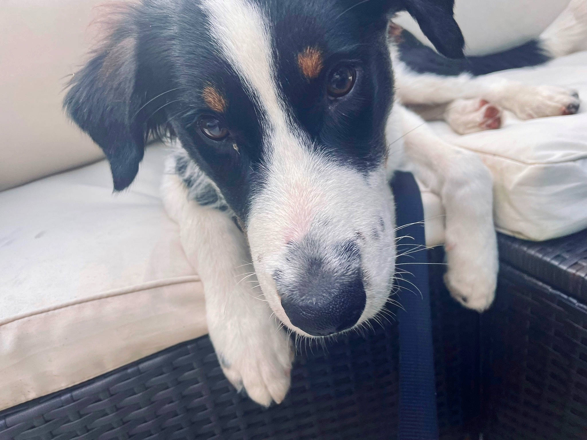 Jamie is registered to the contest to win money with this photo: borador, canidae, carnivore, collar, companion_dog, dog, dog_breed, fur, herding_dog, mcnab, paw, photography, snout, sporting_group, terrestrial_animal, whiskers, working_animal, working_dog