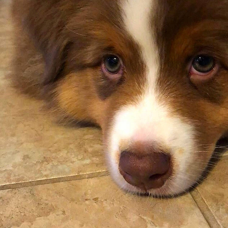 Autumn is registered to the contest to win money with this photo: australian_collie, australian_shepherd, border_collie, bored, canidae, carnivore, companion_dog, dog, dog_breed, fur, herding_dog, liver, snout, sporting_group, terrestrial_animal, tile_flooring, whiskers, wood, working_animal, working_dog