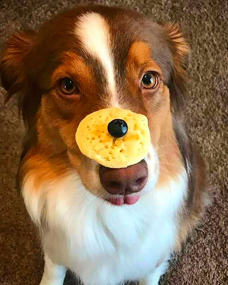 Autumn joined the competition — help win amazing prizes! ancient_dog_breeds, art, canidae, carnivore, companion_dog, dog, dog_breed, fawn, fur, herding_dog, liver, nose, scotch_collie, snout, sporting_group, terrestrial_animal, whiskers, working_animal, working_dog