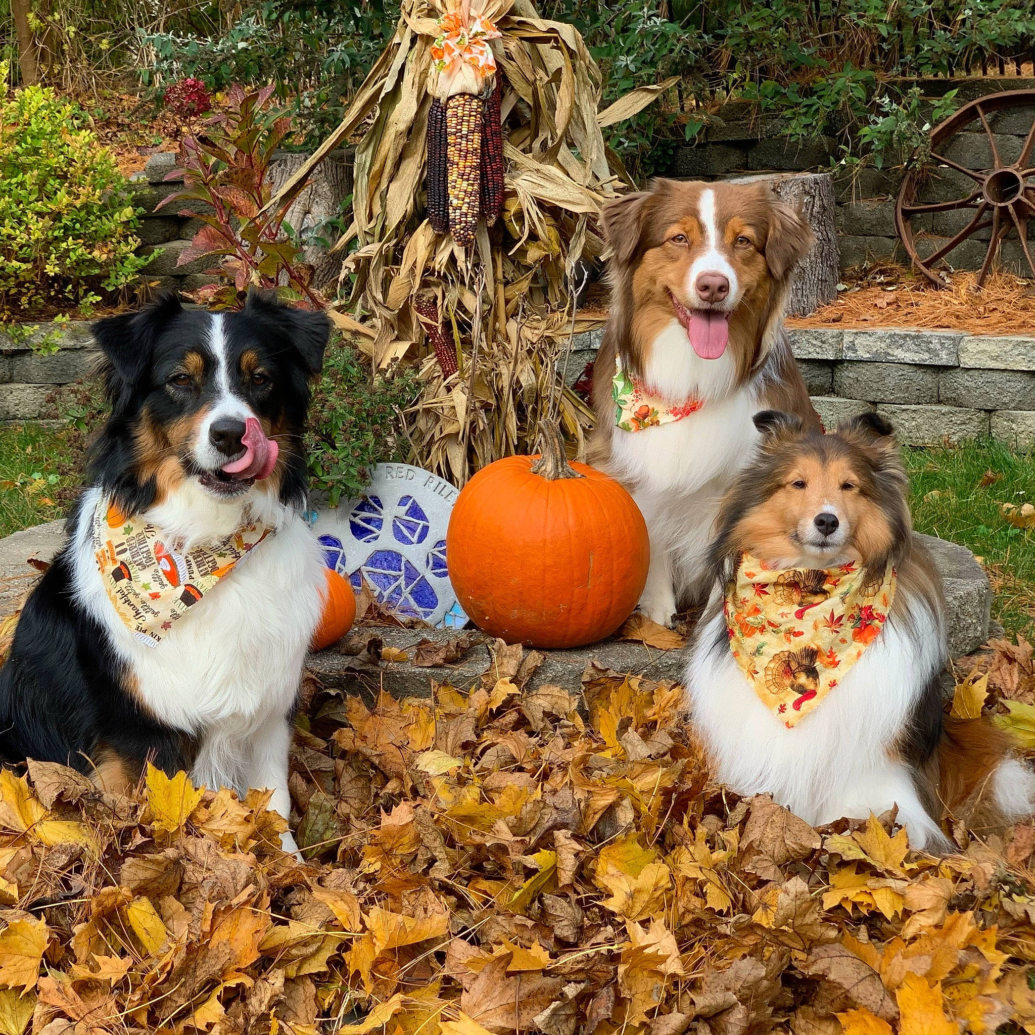 Autumn joined the competition — help win amazing prizes! art, bicycle_wheel, calabaza, canidae, carnivore, cavalier_king_charles_spaniel, companion_dog, dog, dog_breed, gourd, grass, king_charles_spaniel, mechanical_fan, plant, pumpkin, sporting_group, tree, vegetable, wheel, winter_squash