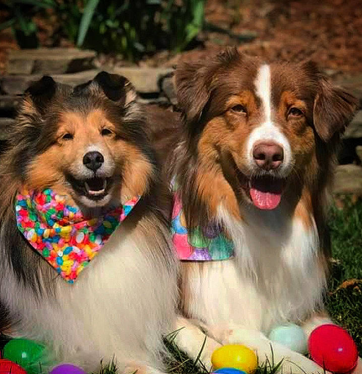 Autumn is registered to the contest to win money with this photo: canidae, carnivore, collar, collie, companion_dog, dog, dog_breed, dog_supply, event, grass, happy, herding_dog, leash, paw, pet_supply, plant, scotch_collie, snout, sporting_group, vertebrate