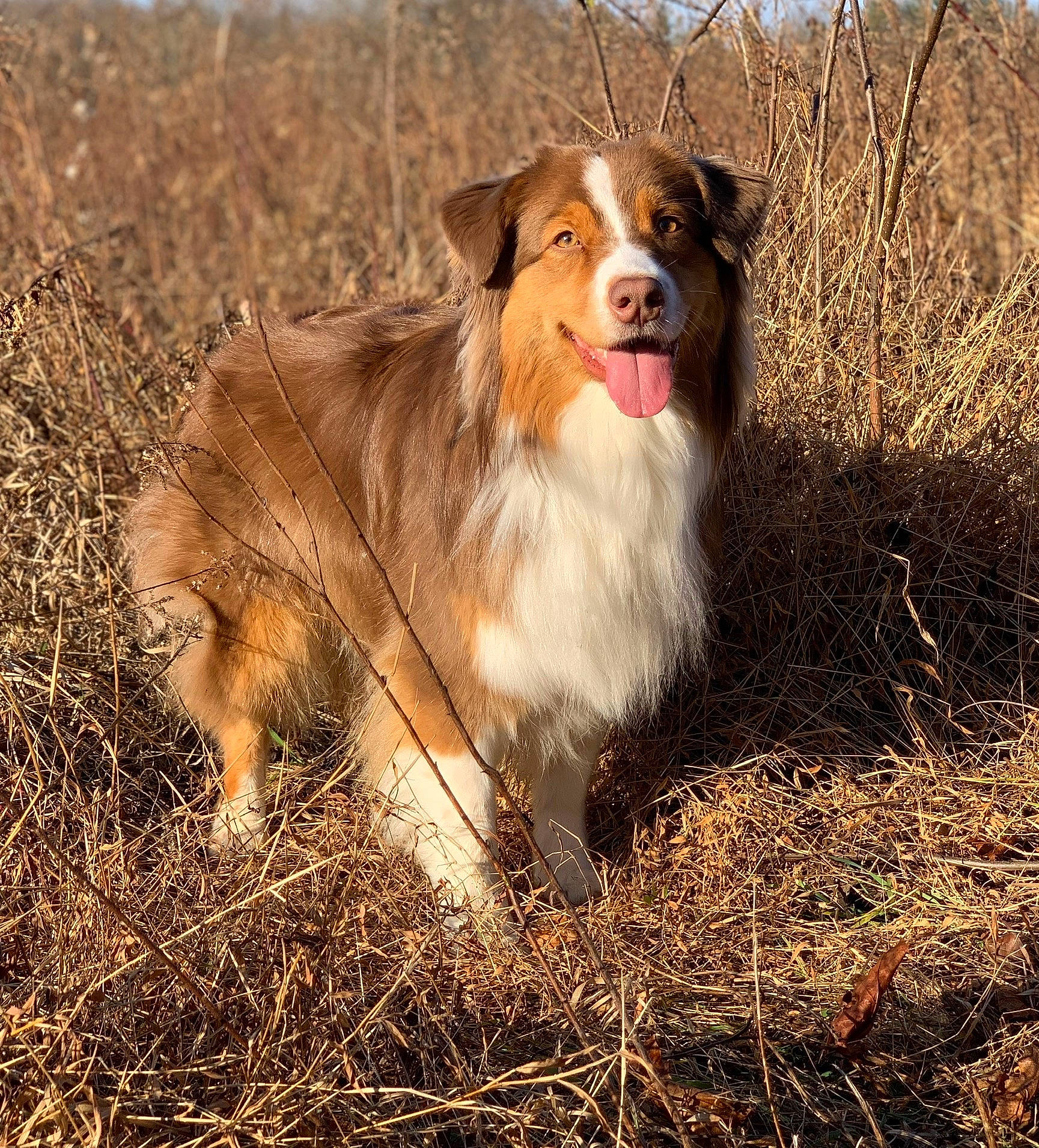 Autumn joined the competition — help win amazing prizes! canidae, carnivore, collie, companion_dog, dog, dog_breed, fawn, fur, grass, grassland, hay, herding_dog, liver, rough_collie, scotch_collie, snout, sporting_group, terrestrial_animal, whiskers, working_dog