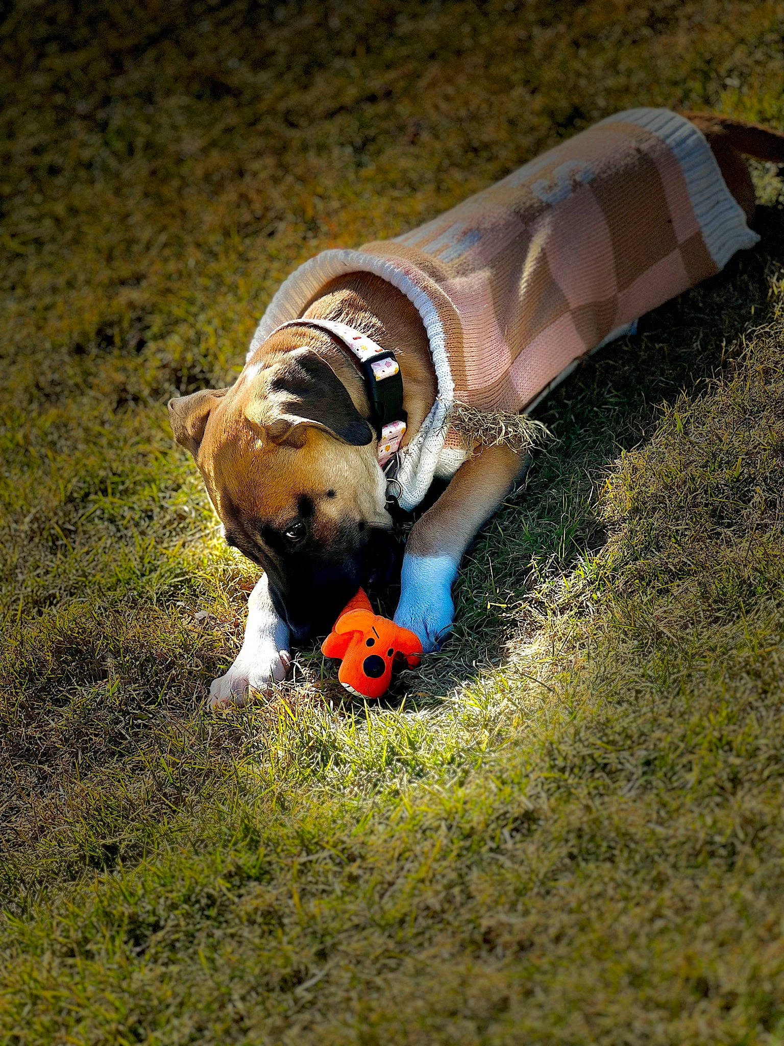 Skully is registered to the contest to win money with this photo: canidae, carnivore, companion_dog, dog, dog_breed, fawn, fun, grass, human_leg, lawn, leisure, people_in_nature, snout, soccer_ball, soil, sporting_group, tail, wildlife, wood, working_animal