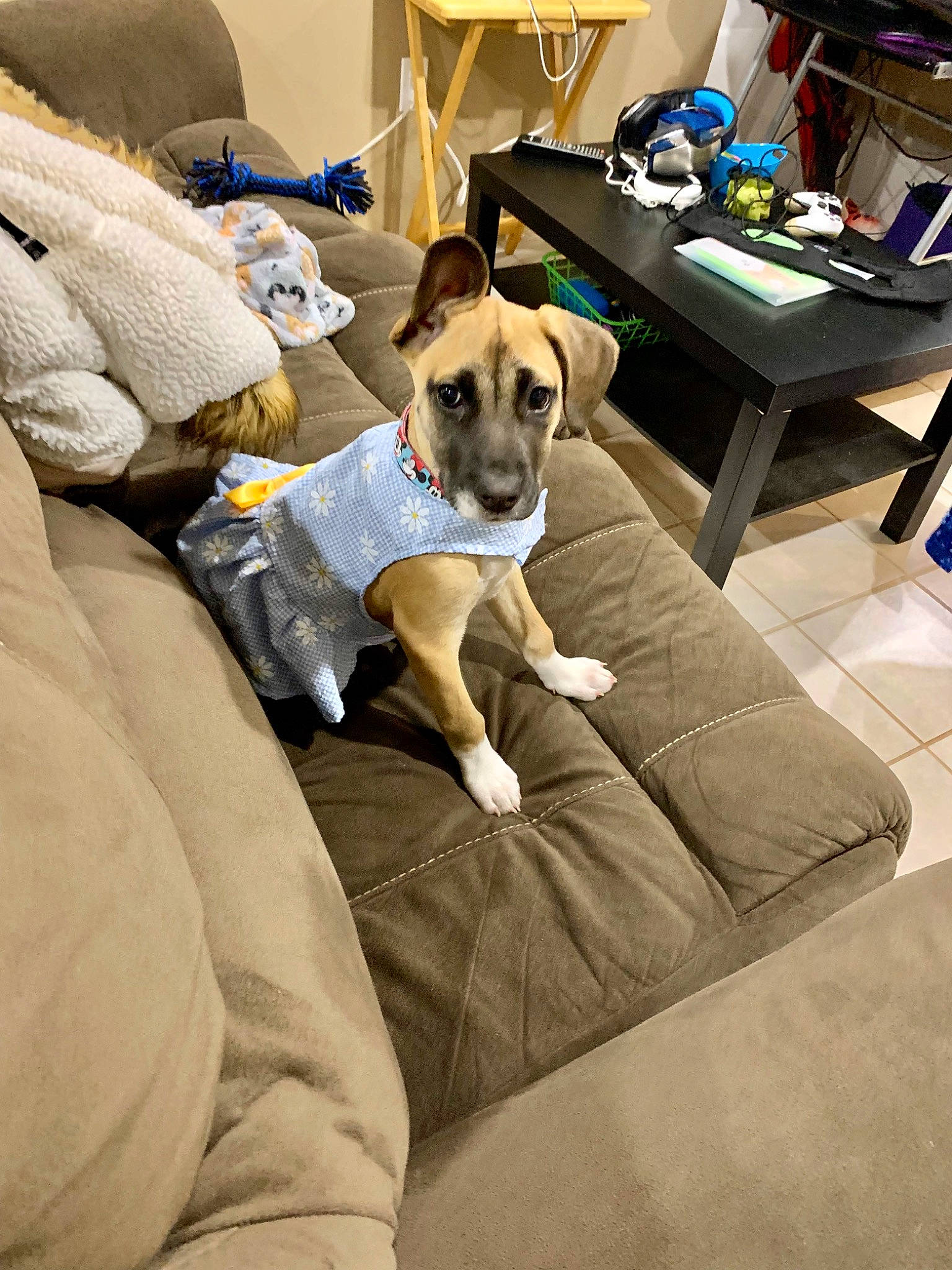 Skully joined the competition — help win amazing prizes! canidae, carnivore, chair, comfort, companion_dog, couch, dog, dog_breed, dog_supply, fawn, flooring, furniture, linens, living_room, pet_supply, room, snout, sporting_group, table, working_animal