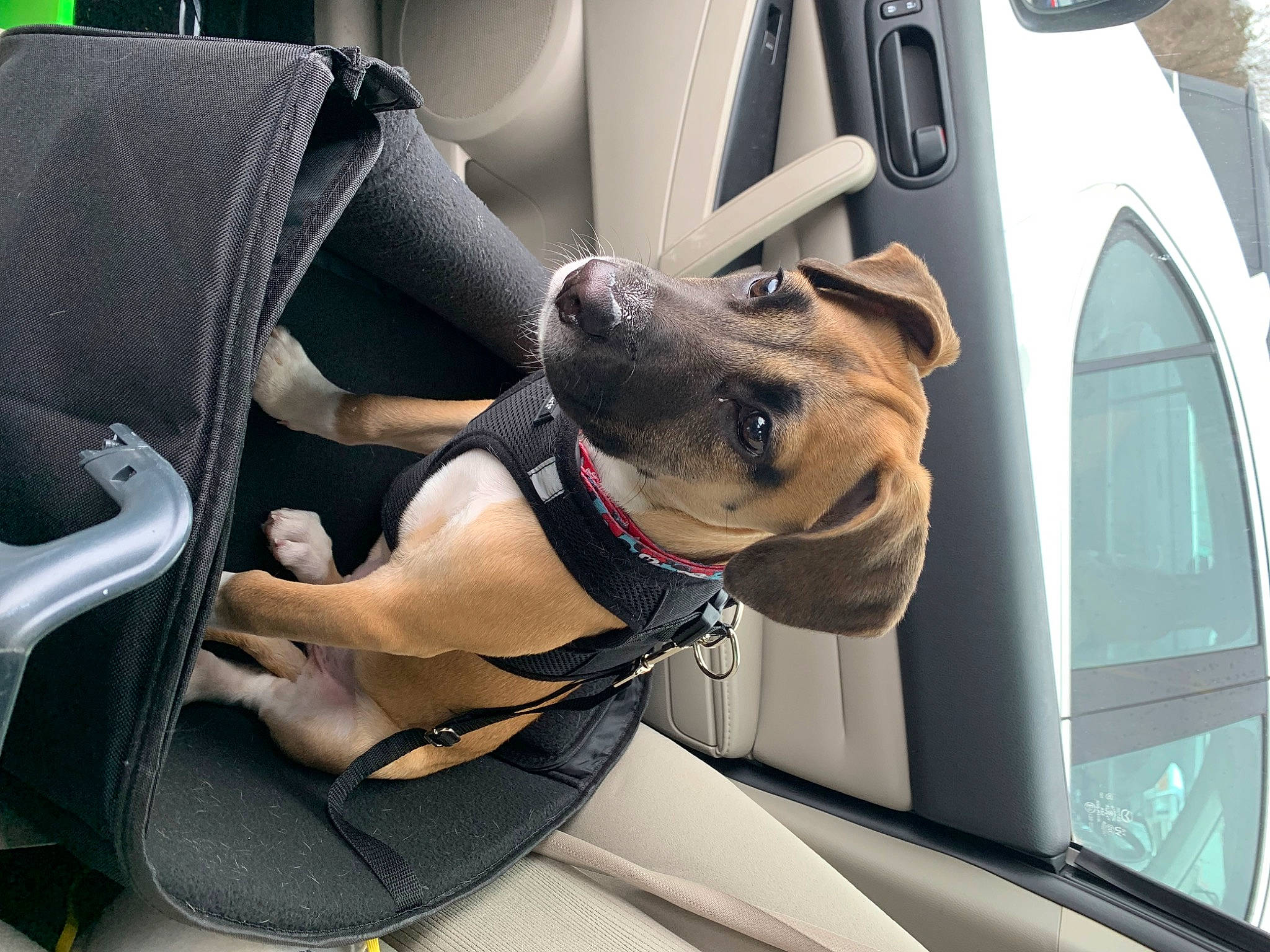 Skully joined the competition — help win amazing prizes! auto_part, automotive_design, automotive_exterior, automotive_lighting, car, car_seat, car_seat_cover, carnivore, collar, companion_dog, dog, dog_breed, family_car, fawn, head_restraint, motor_vehicle, sporting_group, vehicle, vehicle_door, window