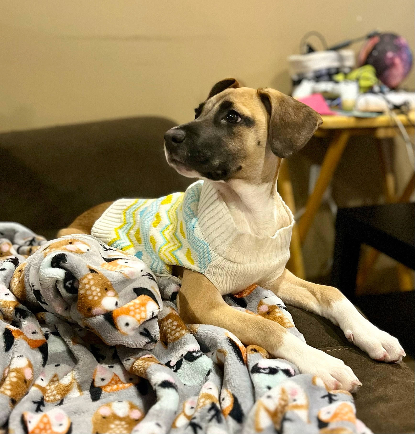 Skully joined the competition — help win amazing prizes! carnivore, collar, companion_dog, dog, dog_breed, dog_collar, dog_supply, fawn, fur, guard_dog, linens, non_sporting_group, paw, pet_supply, snout, table, terrestrial_animal, toy, whiskers, working_animal