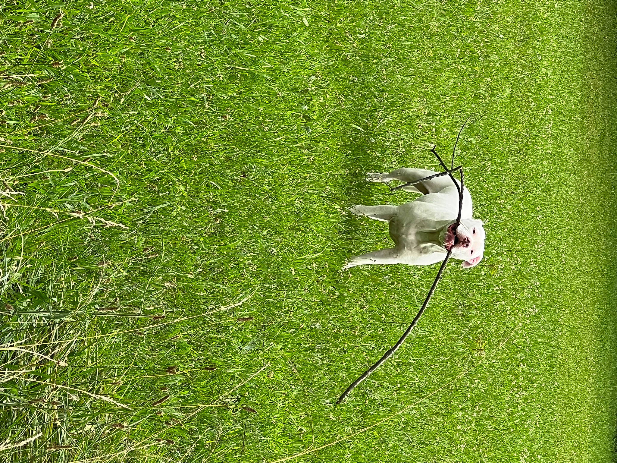 Koa joined the competition — help win amazing prizes! artificial_turf, beak, field, flooring, grass, grass_family, grassland, groundcover, lawn, meadow, pasture, people_in_nature, pest, plant, prairie, shrub, tail, toy, vegetation, wildlife