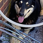 Ash joined the competition — help win amazing prizes! animal, black_and_tan, brick_wall, canine, close_up, dog, fur, garden, grass, gravel, nature, outdoor, paw, pet, pipe, relaxed, resting, sunlight, tongue, tongue_out