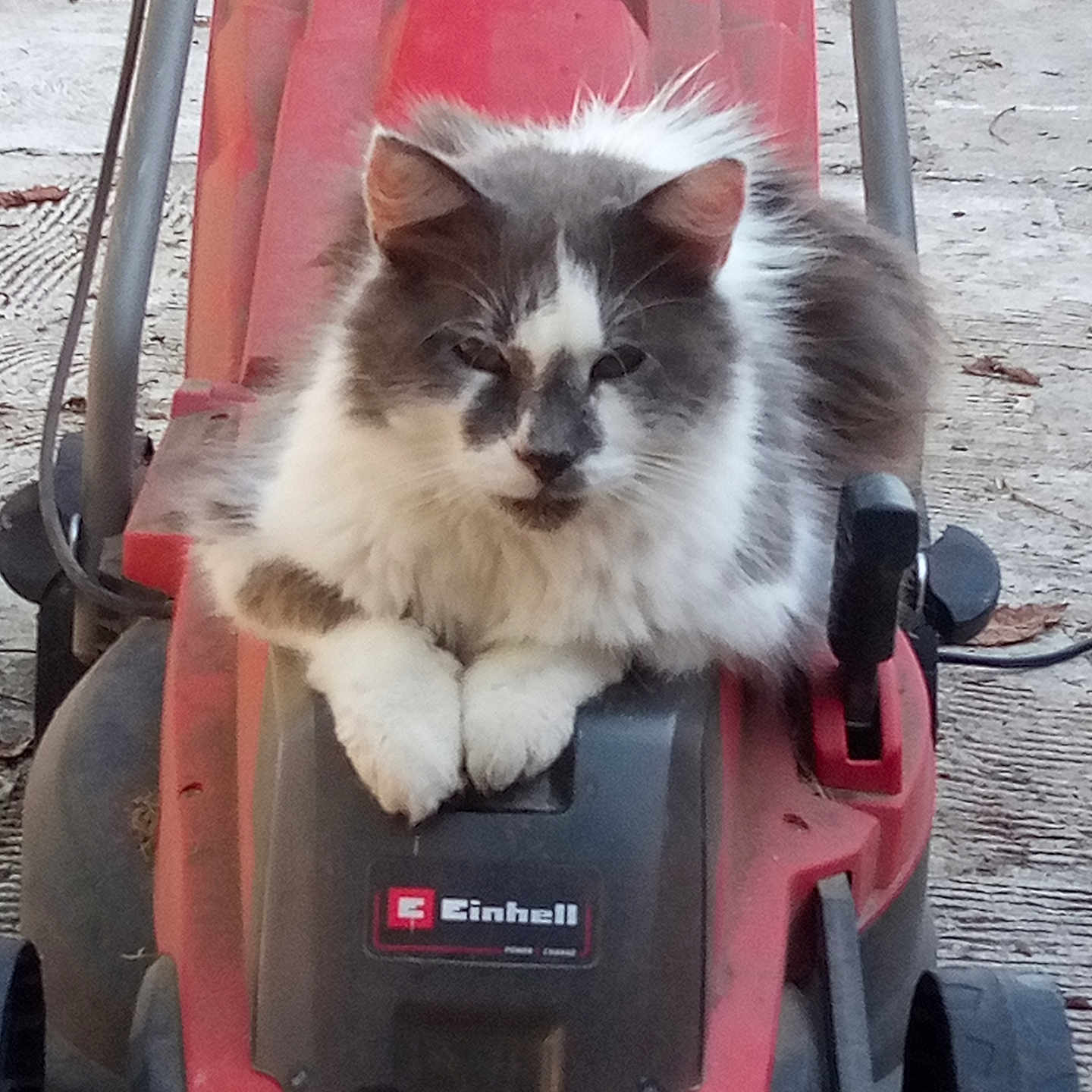 Tyger a rejoint le concours — aidez-le/la à gagner de superbes lots ! animal, black, cat, closeup, cute, daylight, fluffy, fur, garden, gray, handle, lawn_mower, outdoor, pet, red, relaxed, sitting, tool, wheel, white