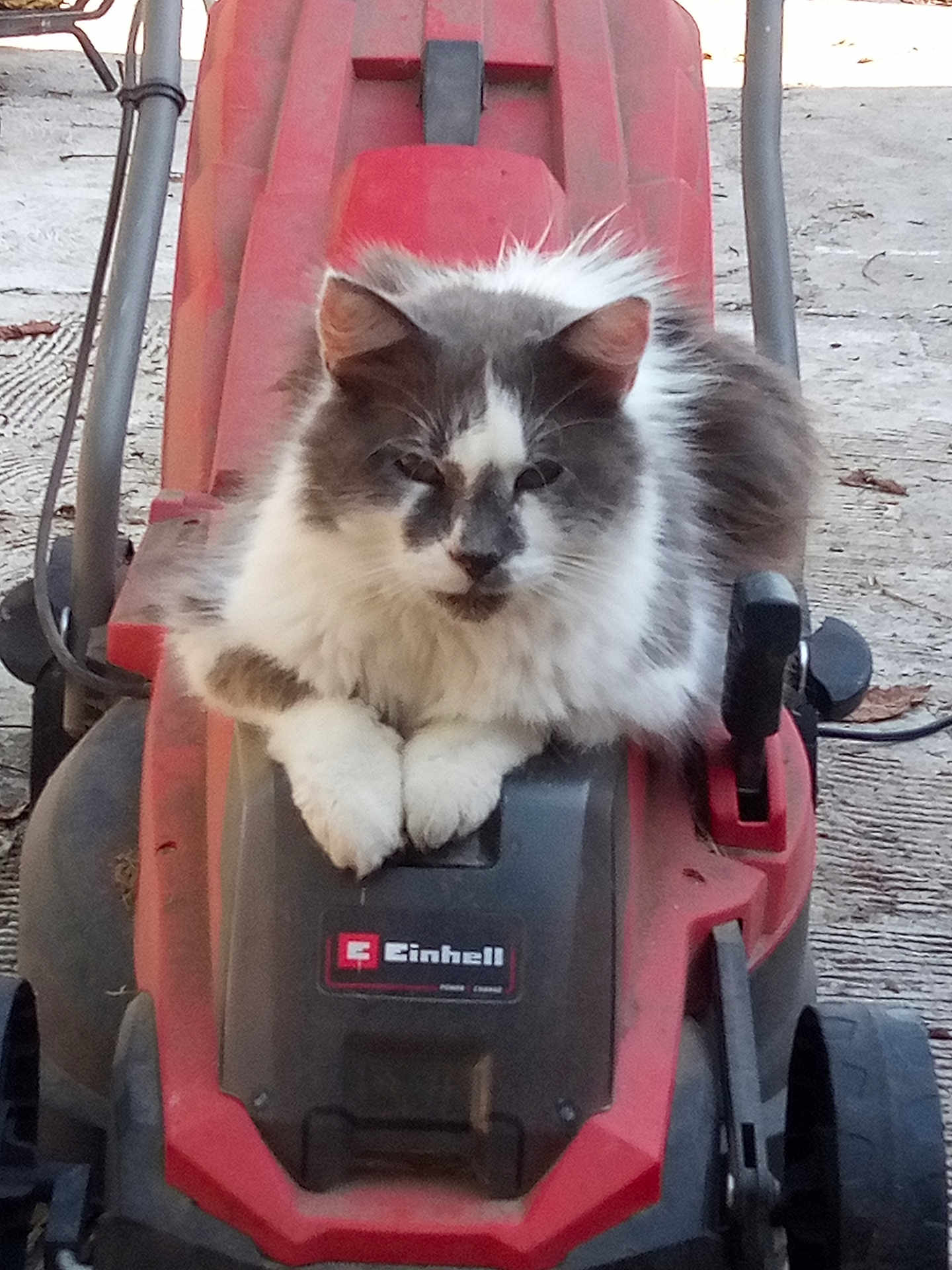 Tyger a rejoint le concours — aidez-le/la à gagner de superbes lots ! cat, fluffy, gray, white, lawn_mower, red, black, outdoor, animal, pet, relaxed, sitting, garden, tool, wheel, handle, fur, cute, daylight, closeup