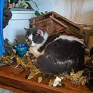 Tyger participe au concours pour gagner de l'argent avec cette photo : cat, fluffy, black_and_white, table, wooden, gold_garland, decorations, plant, flower_pot, birdhouse, indoor, cozy, furniture, household, relaxed, pet, animal, fur, resting, domestic