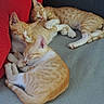 Voyou participe au concours pour gagner de l'argent avec cette photo : cat, kitten, sleeping, orange_tabby, fur, cute, pet, animal, cuddle, cozy, resting, indoor, feline, paw, whiskers, closeup, soft, relax, nap, domestic_cat