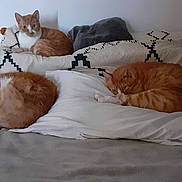Voyou a rejoint le concours — aidez-le/la à gagner de superbes lots ! bed, blanket, cat, cats, cushion, feline, fur, indoor, nap, orange_cat, patterned_bedding, pet, pillows, resting, sleeping, tabby, three_cats, white_wall, yellow_cat, cozy