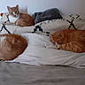 bed, blanket, cat, cats, cushion, feline, fur, indoor, nap, orange_cat, patterned_bedding, pet, pillows, resting, sleeping, tabby, three_cats, white_wall, yellow_cat, cozy
