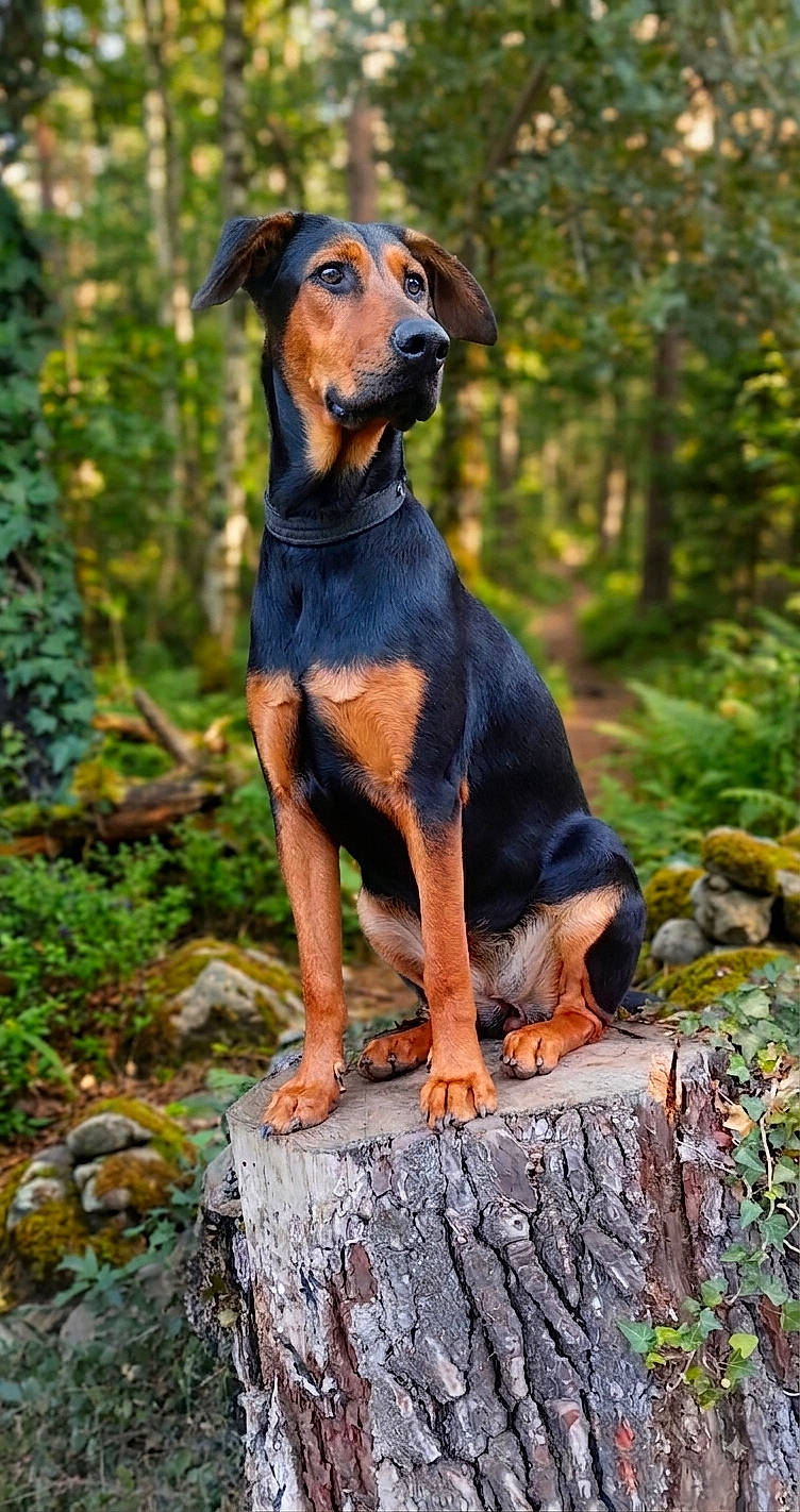 alert, animal, background, canine, doberman, dog, ears, forest, fur, greenery, moss, nature, outdoor, pathway, portrait, sitting, sunlight, tree_stump, wildlife, woodland