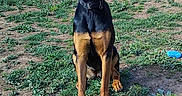 Abby a rejoint le concours — aidez-le/la à gagner de superbes lots ! dog, doberman, pet, grass, yard, outdoor, animal, sitting, attentive, collar, ears, brown, black, fence, wall, sunlight, nature, ground, canine, portrait