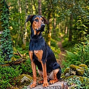 Abby participe au concours pour gagner de l'argent avec cette photo : dog, forest, tree_stump, nature, outdoor, greenery, animal, canine, woods, moss, foliage, tree, leaves, pathway, wildlife, pet, alert, sitting, scenic, daylight