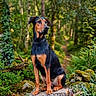 dog, forest, tree_stump, nature, outdoor, greenery, animal, canine, woods, moss, foliage, tree, leaves, pathway, wildlife, pet, alert, sitting, scenic, daylight