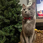 Percy is registered to the contest to win money with this photo: cat, gray_cat, bow_tie, christmas_tree, holiday_decor, indoor, stool, pet, feline, plush, ornament, festive, santa_figurine, basket, television, animal, cute, alert, portrait, domestic_animal