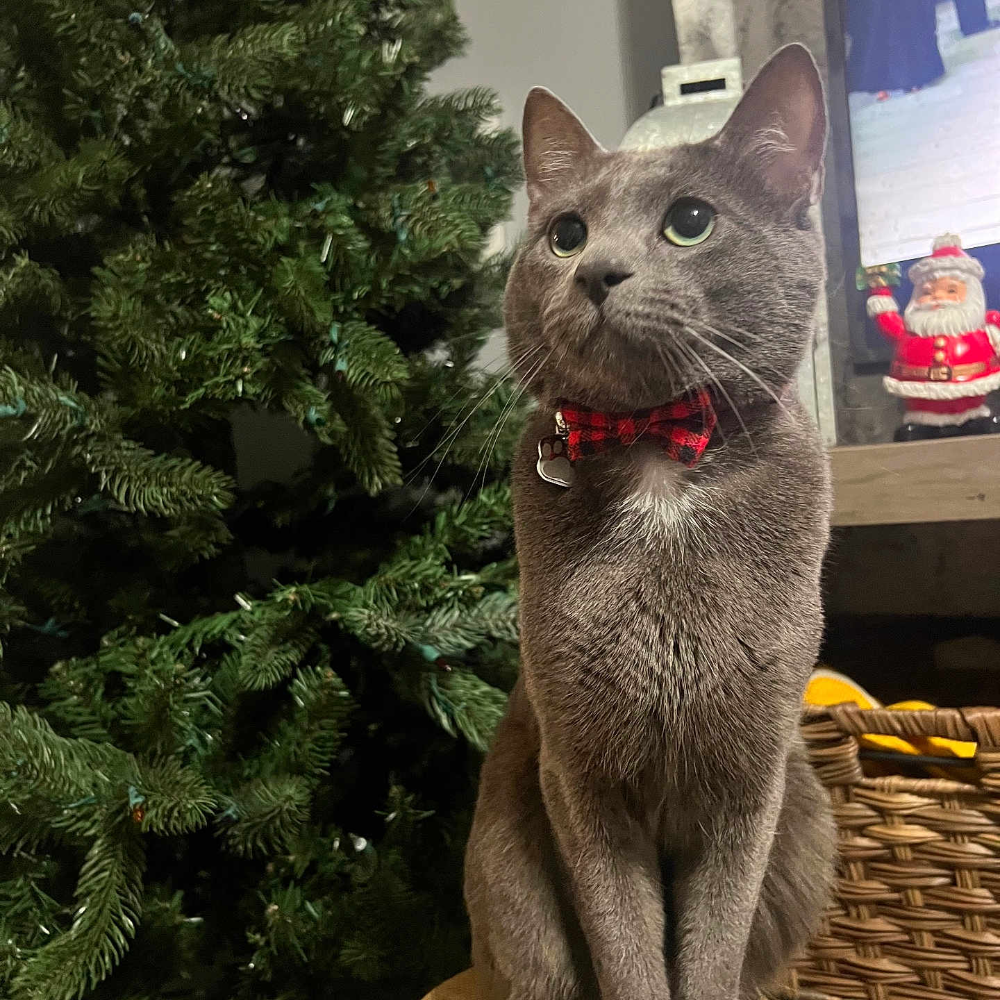 Percy is registered to the contest to win money with this photo: cat, gray_cat, bow_tie, christmas_tree, holiday_decor, indoor, stool, pet, feline, plush, ornament, festive, santa_figurine, basket, television, animal, cute, alert, portrait, domestic_animal