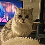 cat, fluffy, indoor, television, woman, blanket, sofa, furniture, living_room, cozy, pet, animal, fur, closeup, face, expression, home, curly_hair, red_clothing, door