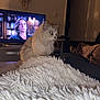 cat, fluffy, indoor, living_room, television, furniture, blanket, cozy, white, texture, pet, animal, side_view, soft_light, home, relaxing, decor, couch, door, human_face_on_tv