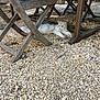 cat, white_cat, outdoor, gravel, wooden_chair, wooden_table, pet, animal, resting, relaxed, furniture, nature, sunlight, shadows, peaceful, fluffy, domestic_cat, ground, daytime, quiet