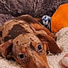 dog, dachshund, small_dog, brown_dog, long_body, long_snout, floppy_ears, lying_down, resting, looking_at_camera, indoors, blanket, cozy, pet_bed, plush_toy, orange_toy, home, portrait, close_up, cute