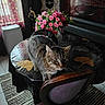 Brownie participe au concours pour gagner de l'argent avec cette photo : cat, tabby_cat, table, flowers, pink_roses, bouquet, vase, curtains, window, chair, indoor, home, decor, plant, rug, floor_tiles, wooden_furniture, cozy, pet, domestic