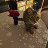 Brownie participe au concours pour gagner de l'argent avec cette photo : cat, tabby_cat, table, tablecloth, snowflake_pattern, vase, red_roses, flowers, chair, cabinet, indoor, floor_tiles, wooden_chair, furniture, pet, curious, animal, domestic_cat, close_up, decor