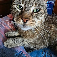 Brownie participe au concours pour gagner de l'argent avec cette photo : cat, tabby, close_up, whiskers, green_eyes, resting, blanket, indoor, feline, pet, fur, curious, calm, portrait, animal, domestic, cute, soft, face, paw