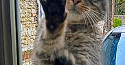 Brownie participe au concours pour gagner de l'argent avec cette photo : cat, tabby, paws, window, glass, curious, outdoor, stone_wall, car, feline, pet, animal, close_up, whiskers, ears, nature, daylight, domestic_cat, looking, front_view