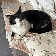 Arthur a rejoint le concours — aidez-le/la à gagner de superbes lots ! cat, black_and_white, green_eyes, fluffy, couch, blanket, cushion, indoor, pet, feline, resting, cozy, fur, whiskers, pink_nose, relaxed, home, animal, laying, soft