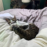 Pika participe au concours pour gagner de l'argent avec cette photo : cat, tabby_cat, bed, blanket, sleeping, indoor, furniture, backpack, radiator, cozy, resting, pet, fur, whiskers, domestic_animal, pillows, comfort, relaxation, nap, home