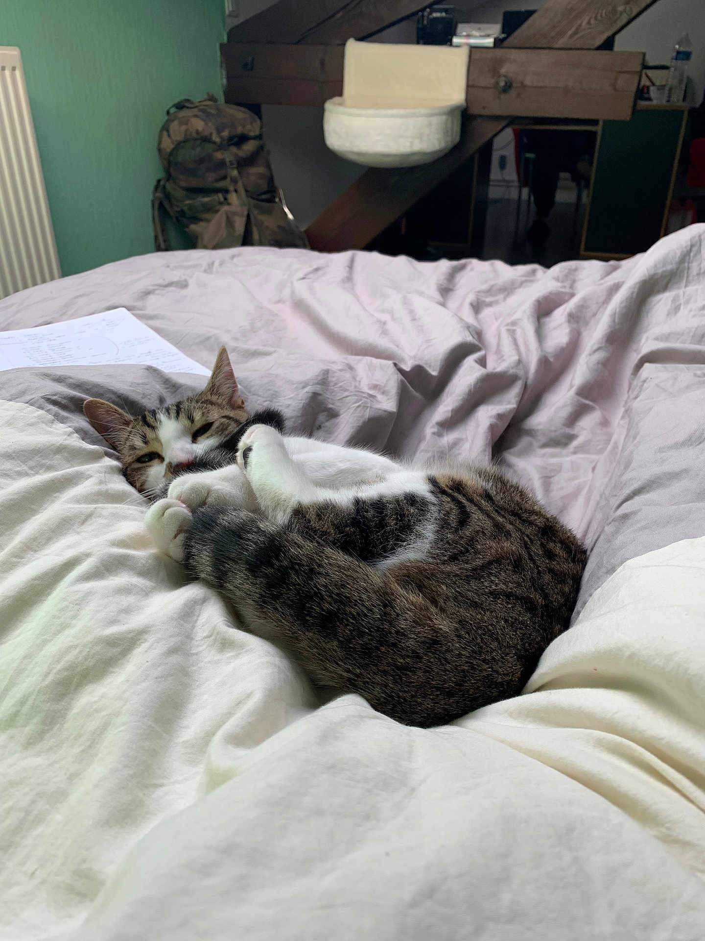 Pika participe au concours pour gagner de l'argent avec cette photo : cat, tabby_cat, bed, blanket, sleeping, indoor, furniture, backpack, radiator, cozy, resting, pet, fur, whiskers, domestic_animal, pillows, comfort, relaxation, nap, home