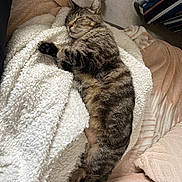 Plume participe au concours pour gagner de l'argent avec cette photo : cat, tabby, sleeping, blanket, cozy, furry, pet, indoor, resting, soft, fur, cute, animal, relaxed, comfort, warm, pile, texture, paw, closeup