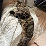 cat, tabby, sleeping, blanket, cozy, furry, pet, indoor, resting, soft, fur, cute, animal, relaxed, comfort, warm, pile, texture, paw, closeup