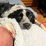 Rose participe au concours pour gagner de l'argent avec cette photo : dog, baby, blanket, sleeping, cozy, indoor, fur, black_and_white, face, resting, head, closeup, comfort, soft, human, pet, animal, floor, wooden_furniture, warm