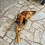 dog, brown_dog, animal, pet, stone_patio, outdoor, pavement, crossed_paws, resting, canine, fur, ears, tail, collar, stroller, wheel, side_view, quiet, calm, daylight