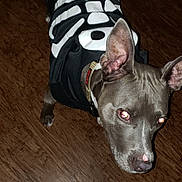 Hammy is registered to the contest to win money with this photo: dog, pet, costume, skeleton_costume, indoor, floor, wood_floor, animal, canine, ears, collar, black_and_white, spooky, halloween, looking_up, domestic_animal, fur, muzzle, portrait, flash
