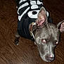 dog, pet, costume, skeleton_costume, indoor, floor, wood_floor, animal, canine, ears, collar, black_and_white, spooky, halloween, looking_up, domestic_animal, fur, muzzle, portrait, flash