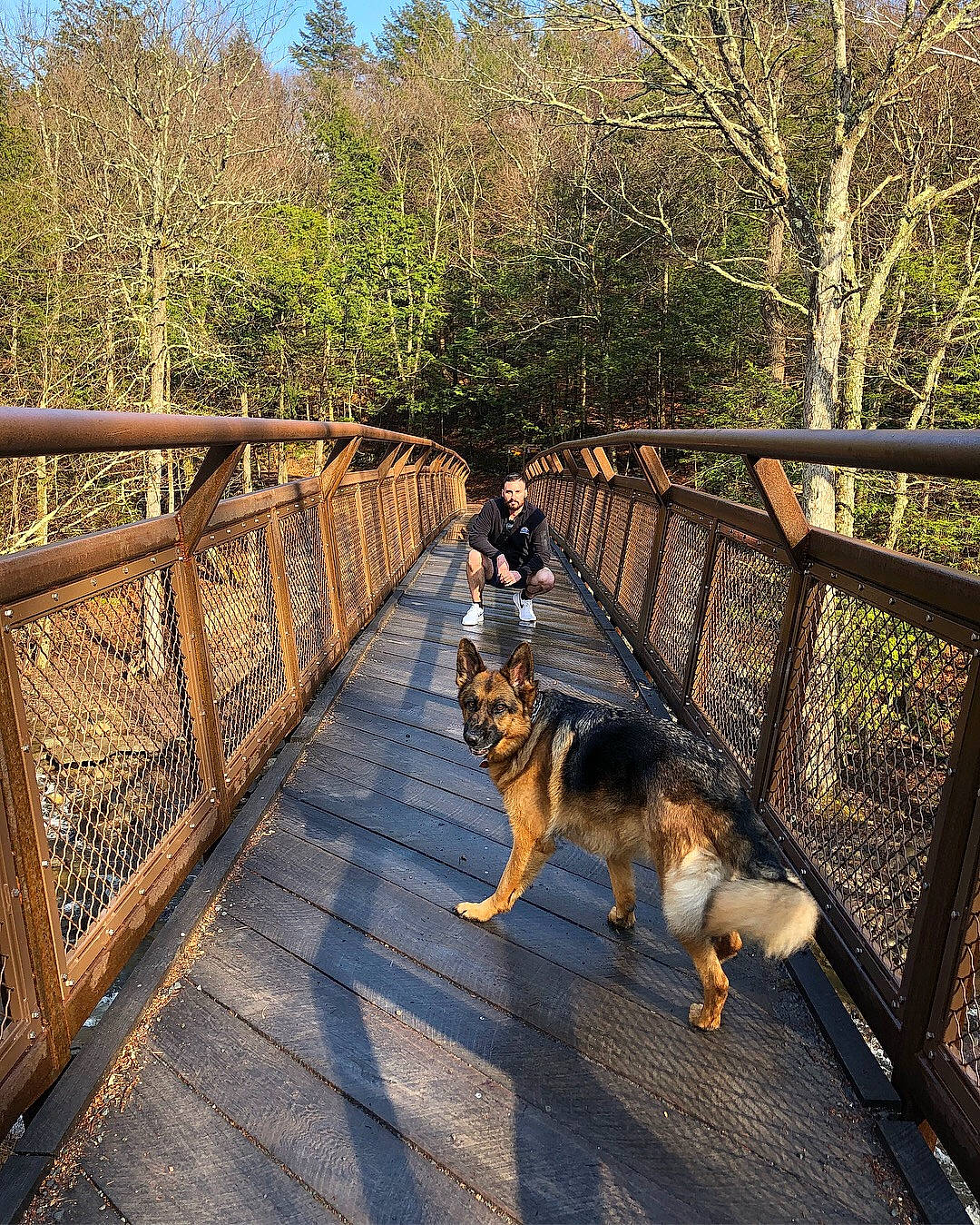 Brandy joined the competition — help win amazing prizes! carnivore, companion_dog, deck, dog, dog_breed, fawn, fence, grass, handrail, home_fencing, leisure, plant, road_surface, sky, sporting_group, tail, tree, walkway, wildlife, wood