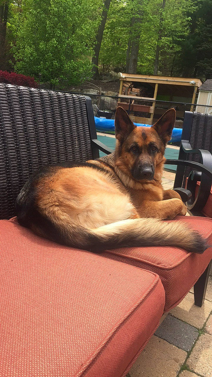 Brandy is registered to the contest to win money with this photo: canidae, carnivore, comfort, companion_dog, dog, dog_breed, dog_supply, fawn, felidae, german_shepherd_dog, old_german_shepherd_dog, pet_supply, plant, sitting, snout, sporting_group, tree, whiskers, wood, working_animal