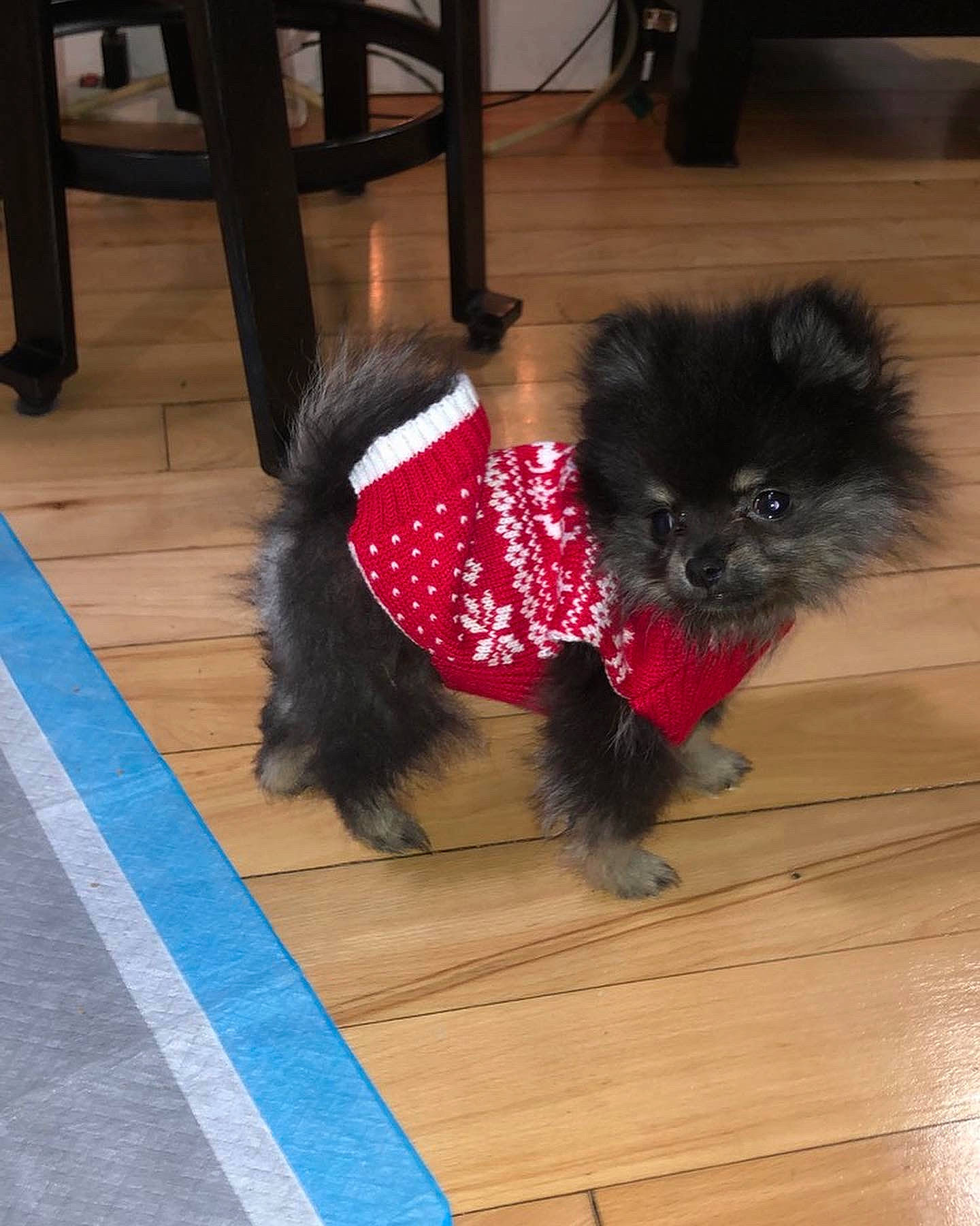 Kora is registered to the contest to win money with this photo: canidae, carnivore, chair, collar, companion_dog, dog, dog_breed, dog_collar, dog_supply, floor, flooring, fur, hardwood, laminate_flooring, liver, snout, sporting_group, tail, toy_dog, working_animal