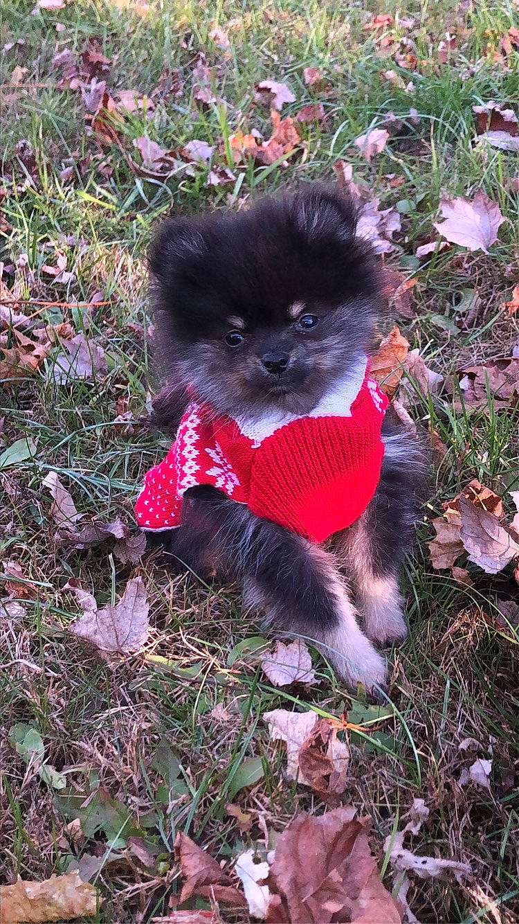 Kora is registered to the contest to win money with this photo: annual_plant, canidae, carmine, carnivore, companion_dog, dog, dog_breed, fawn, fur, grass, groundcover, liver, magenta, plant, snout, soil, sporting_group, terrestrial_animal, toy_dog, working_animal